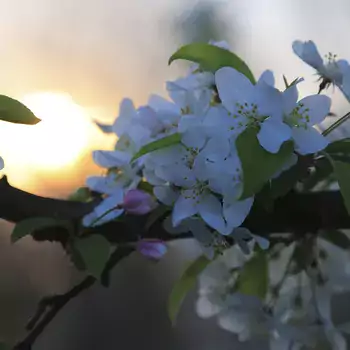Sunrise behind white flowers