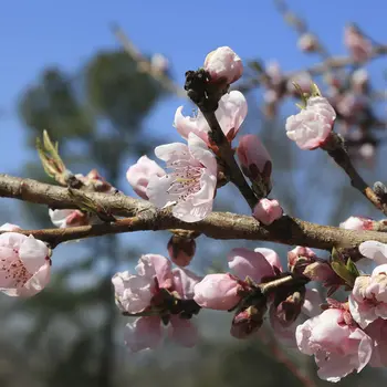 Closeup of cherry blooms