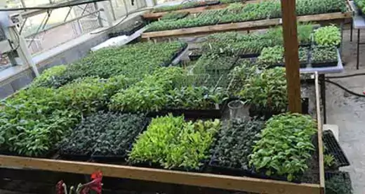 Rows of plants in early stages in a greenhouse