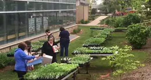 People shopping for plants.