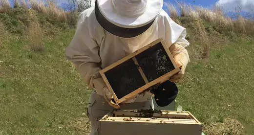 Bees Pouring Apiary Featured