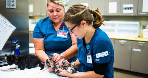 Veterinary Technology Program Makes National List - News Featured