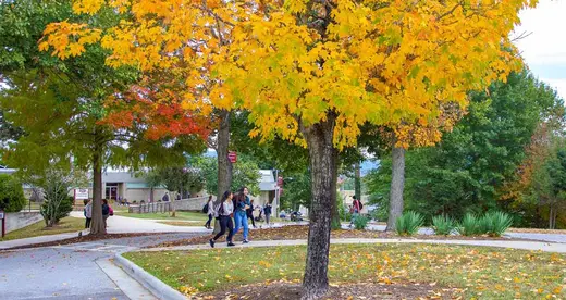 Students under colorful trees