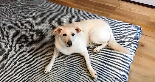 Yellow lab lying on a rug