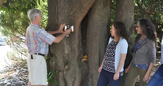 Man putting plaque on Magnolia tree