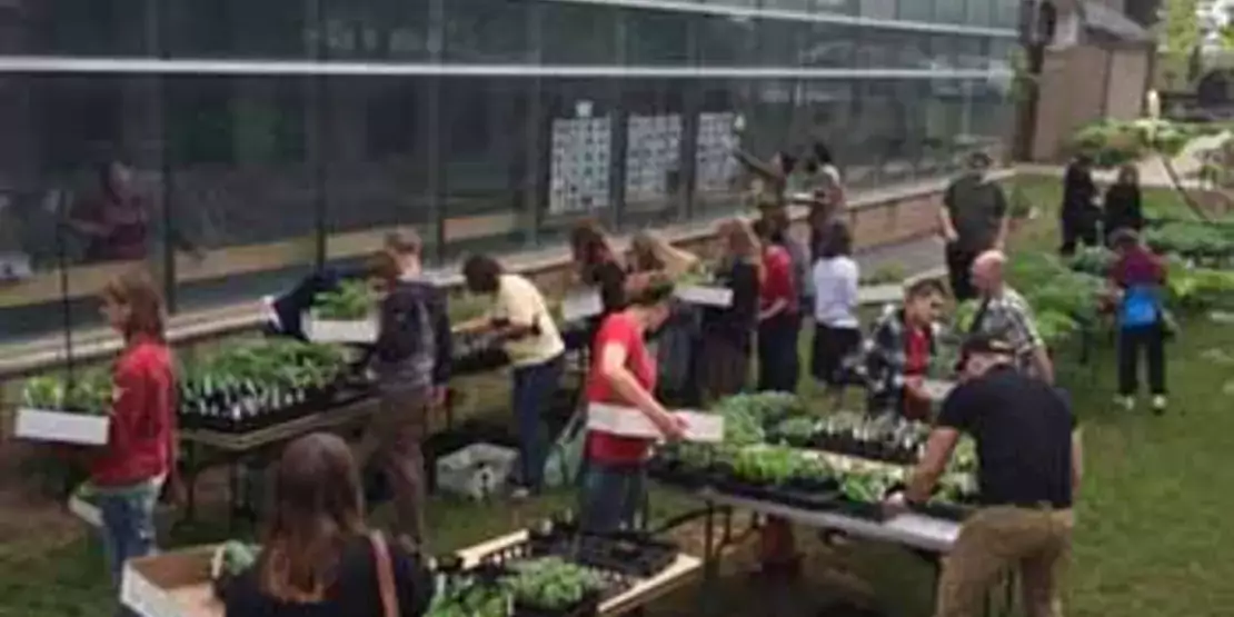 People shopping for plants.