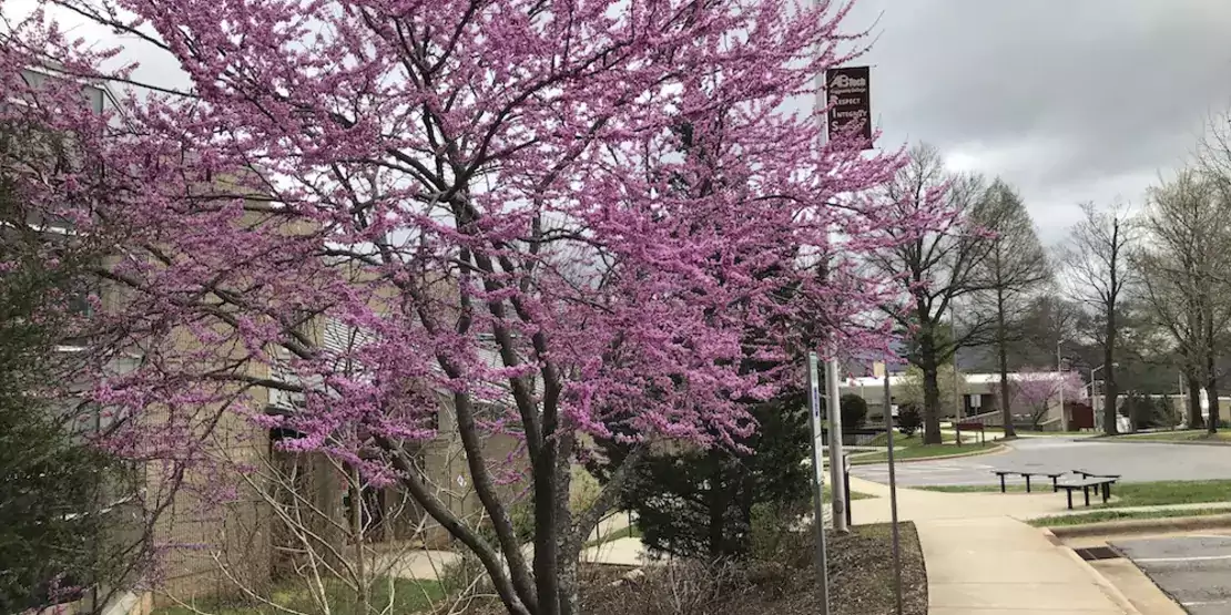 Tree with pink flowers