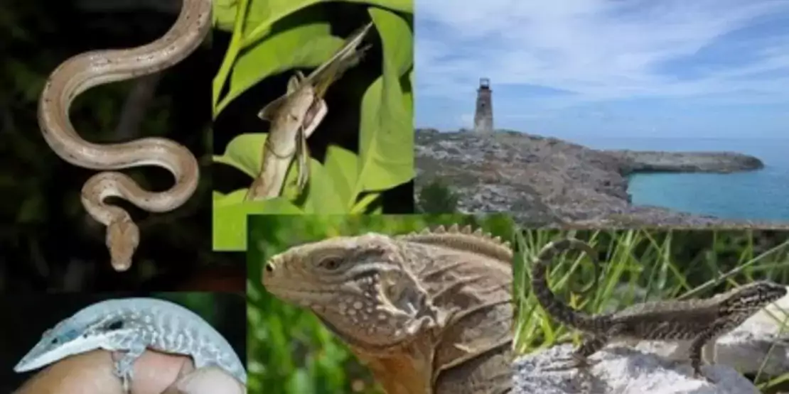 Images of reptiles