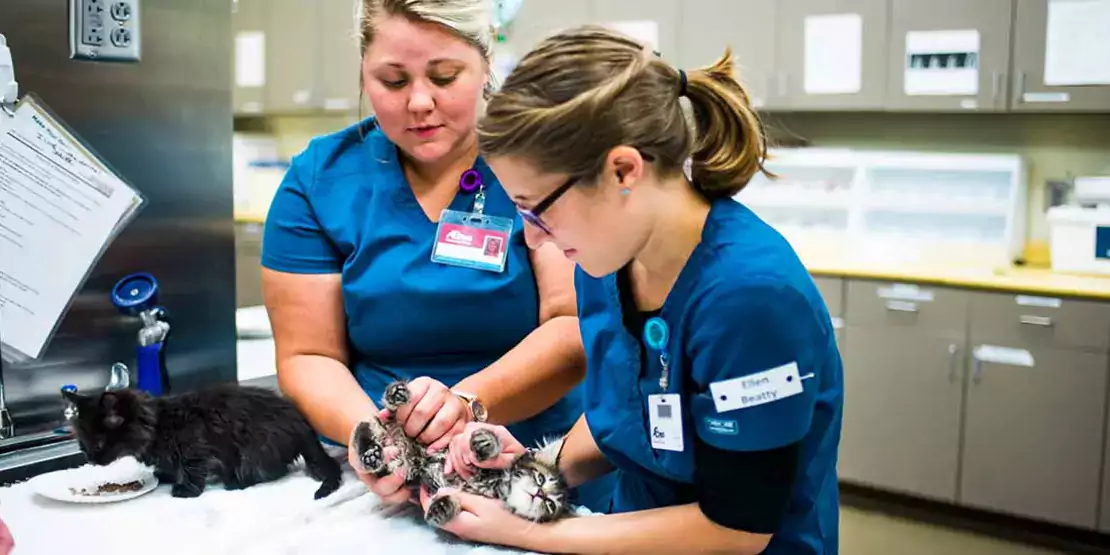 Two vet techs with cats