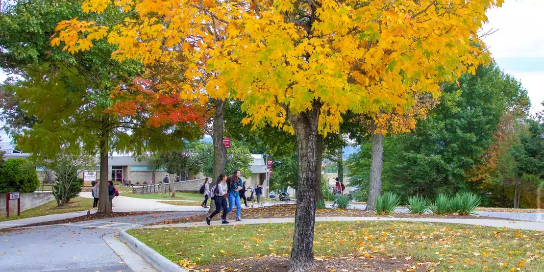 Students under colorful trees
