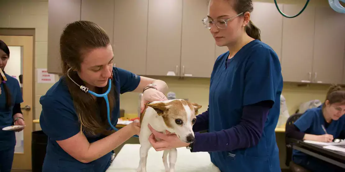 Veterinary Technology - Carolina Spark - News Featured - 3