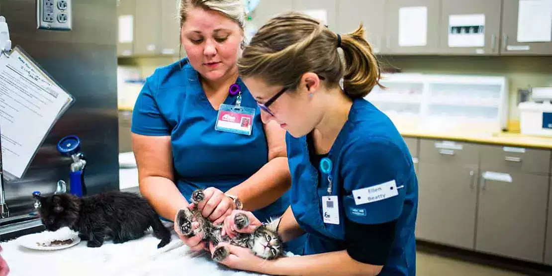 Veterinary Technology Program Makes National List - News Featured