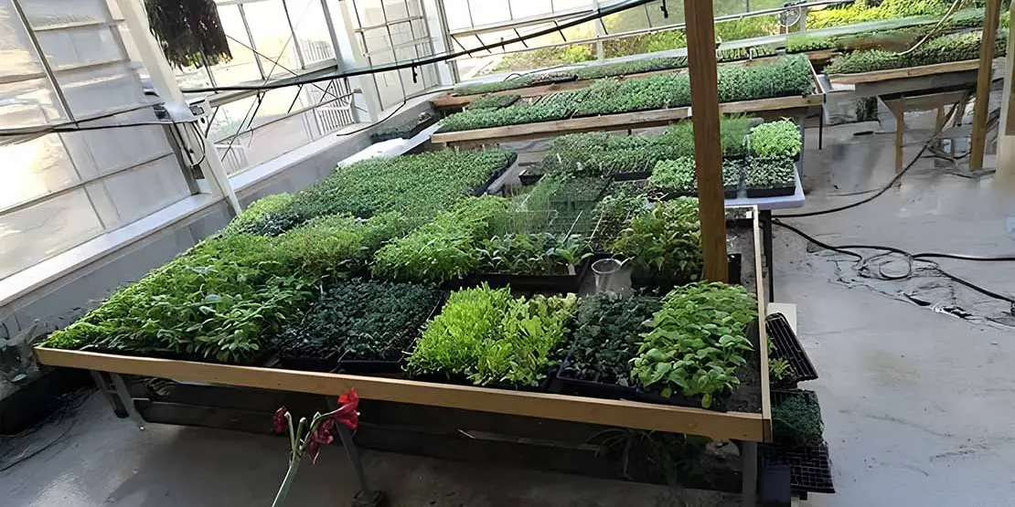 Annual Plant Sale on April 28 - News Featured