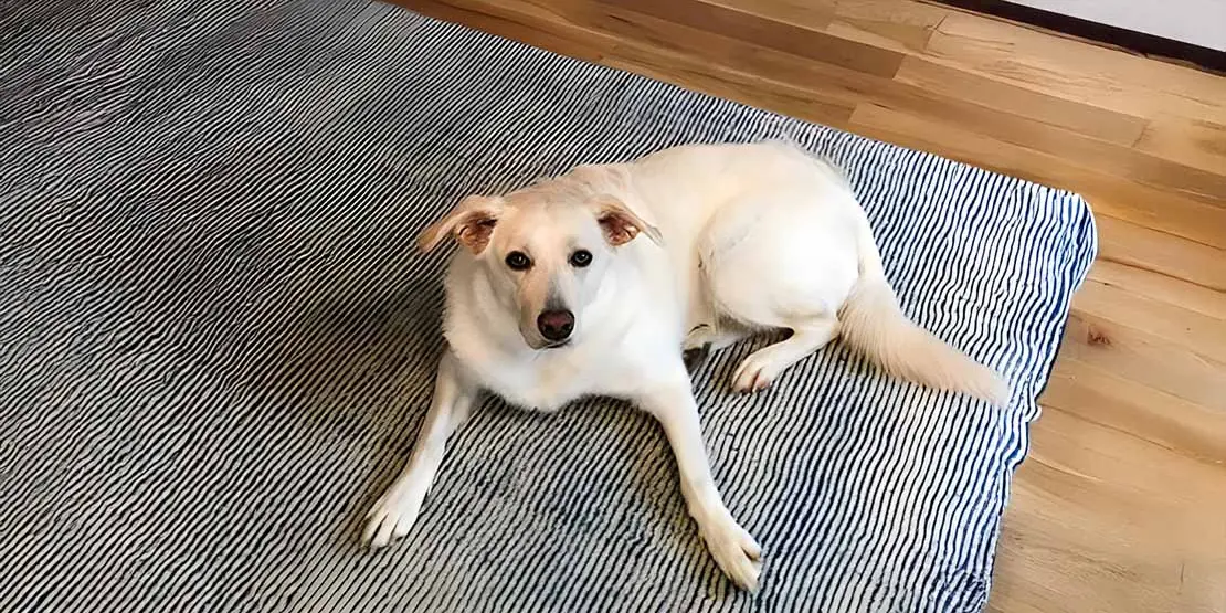 Yellow lab lying on a rug