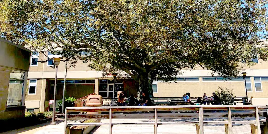 Beech Tree at A-B Tech