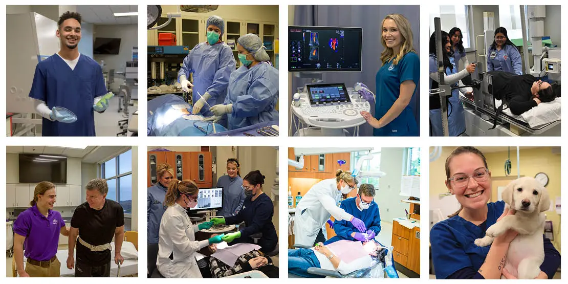 Allied Health summercamp collage