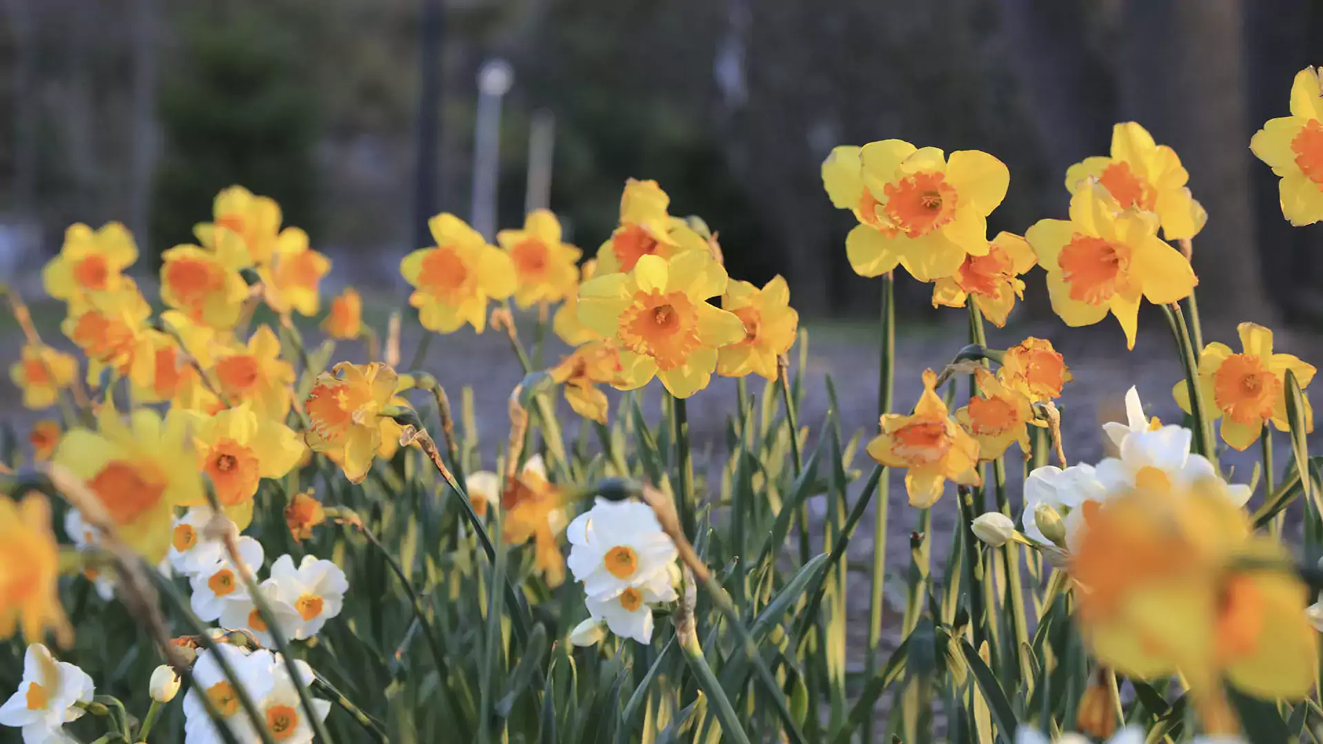 Closeup of daffodils