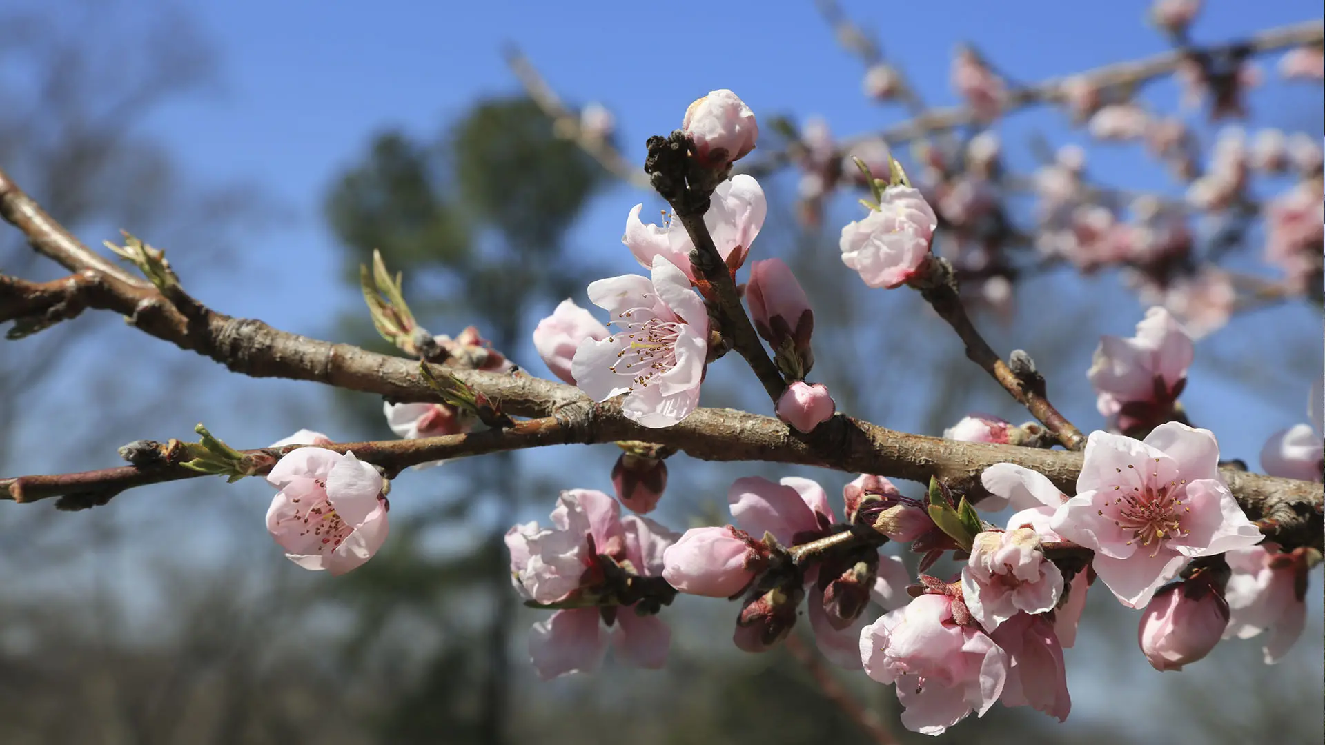 Closeup of cherry blooms