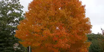 Tree with orange leaves