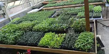 Rows of plants in early stages in a greenhouse