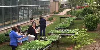 People shopping for plants.