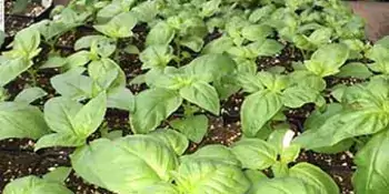 Closeup of a green plant