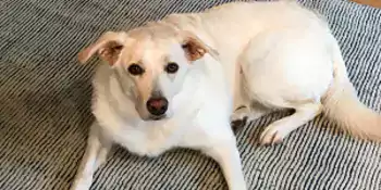 Yellow lab lying on a rug