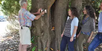 Man putting plaque on Magnolia tree