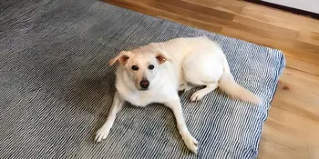 Yellow lab lying on a rug