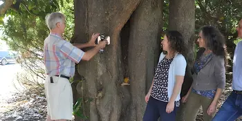 Man putting plaque on Magnolia tree