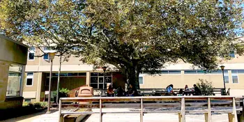 Beech Tree at A-B Tech