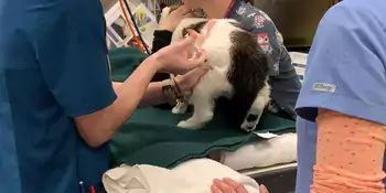 Cat Shot Vet