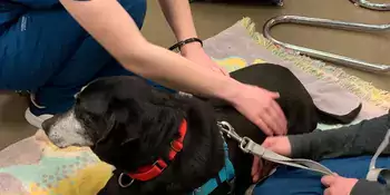 Dog Prep Vet