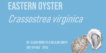 2026 Arts & Sciences Showcase: Eastern Oyster - Crassostrea virginica
