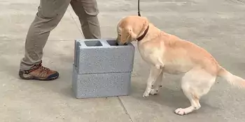 Labrador Search