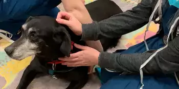 Dog Heartbeat Vet