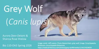 2026 Arts & Sciences Showcase: Grey Wolf (Canis lupis)