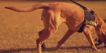 Looped Video