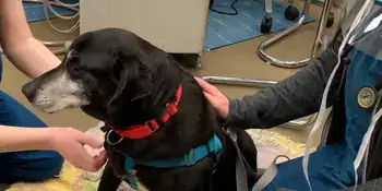 Dog Calm Vet